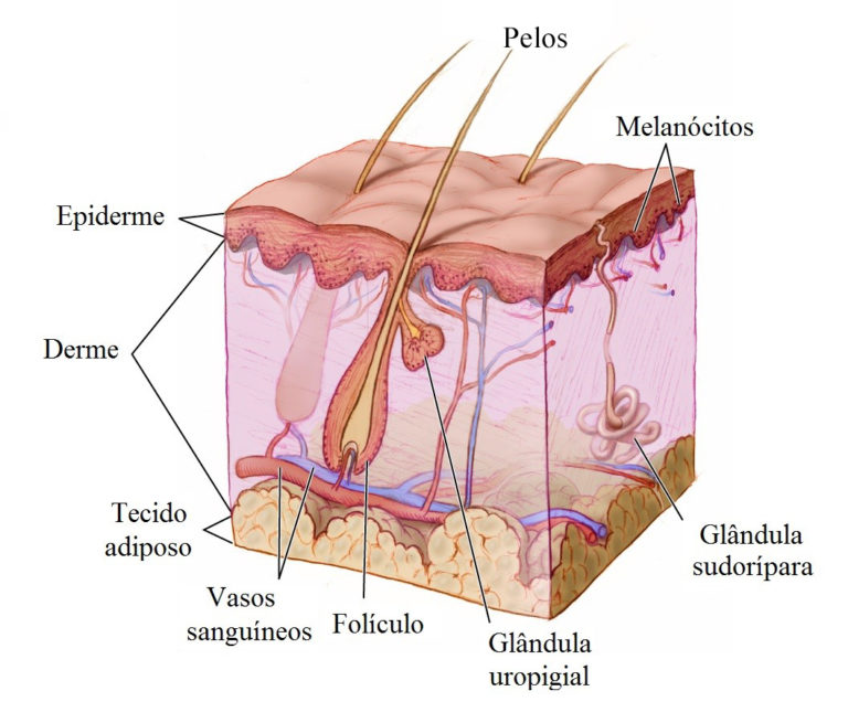 Pele humana - Camadas, epiderme, derme, hipoderme, estruturas anexas