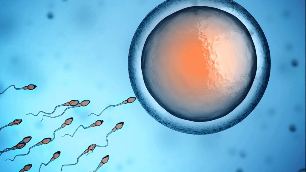 Embriologia - Fecundação humana