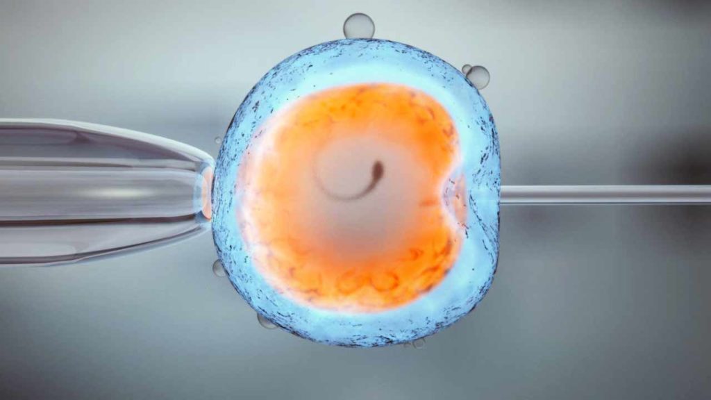 Fecundação humana - Fertilização in vitro