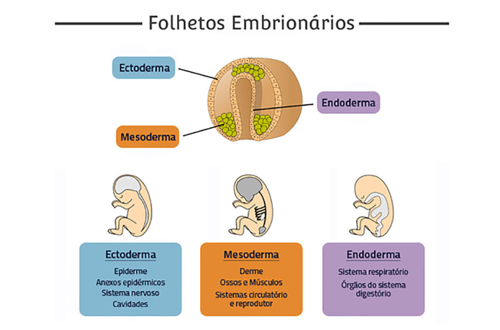 Folhetos embrionários - Localização das camadas