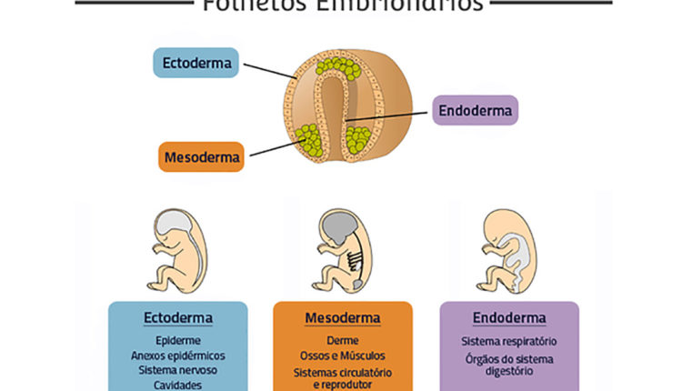 Folhetos embrionários – Localização das camadas