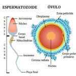 Fecundação humana – Gametas