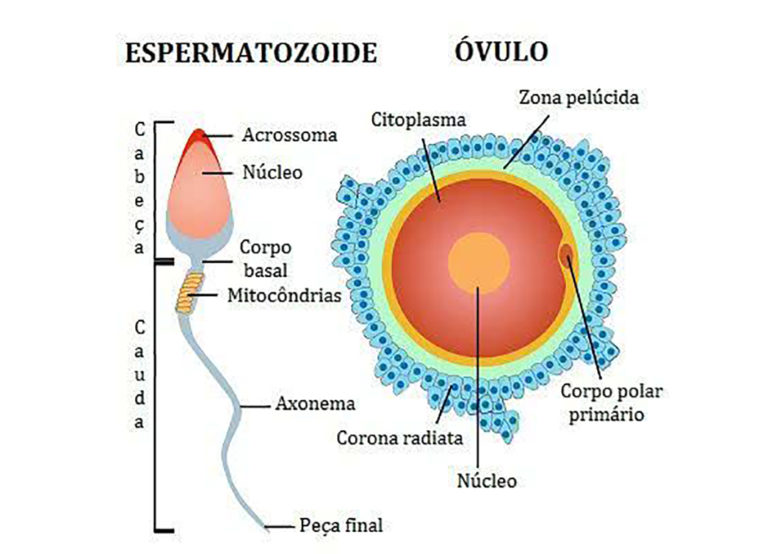 Gametas O Que São Função Células Sexuais Reprodução Sexuada 