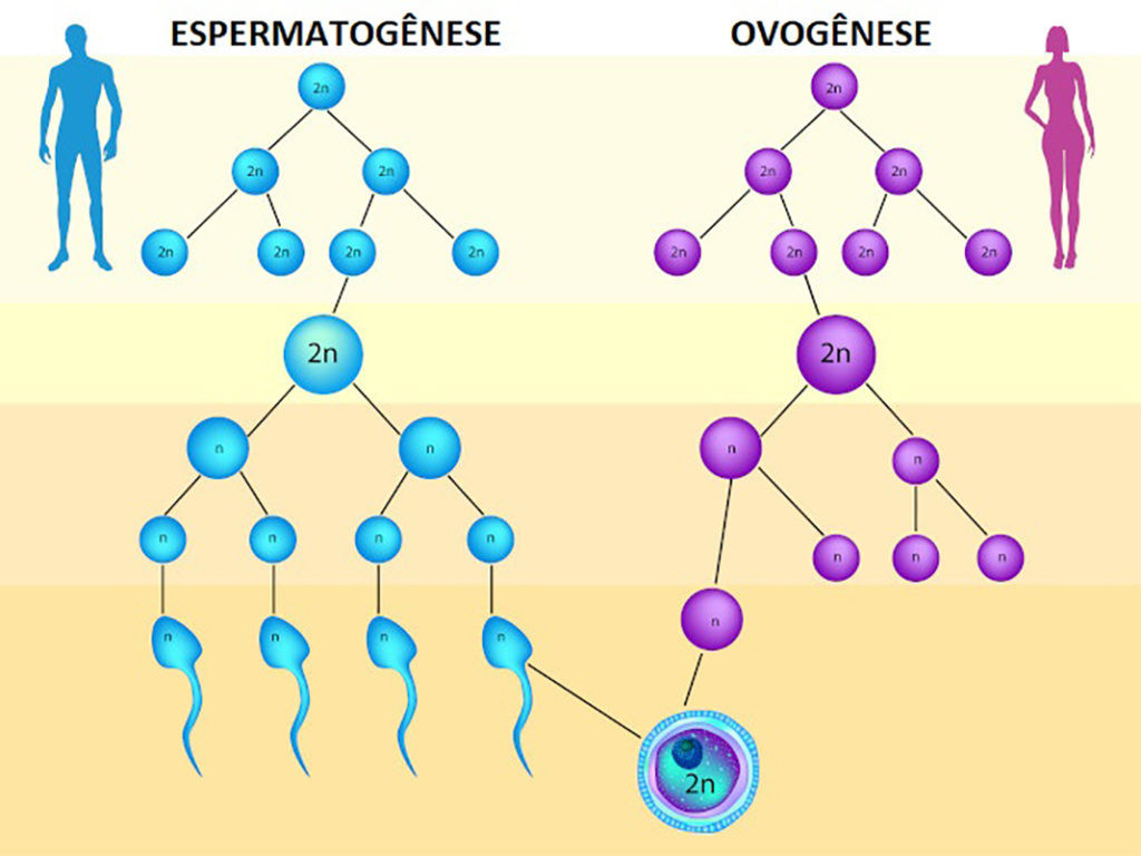 Gametogênese - Espermatogênese e ovogênese