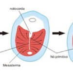 Gastrulação