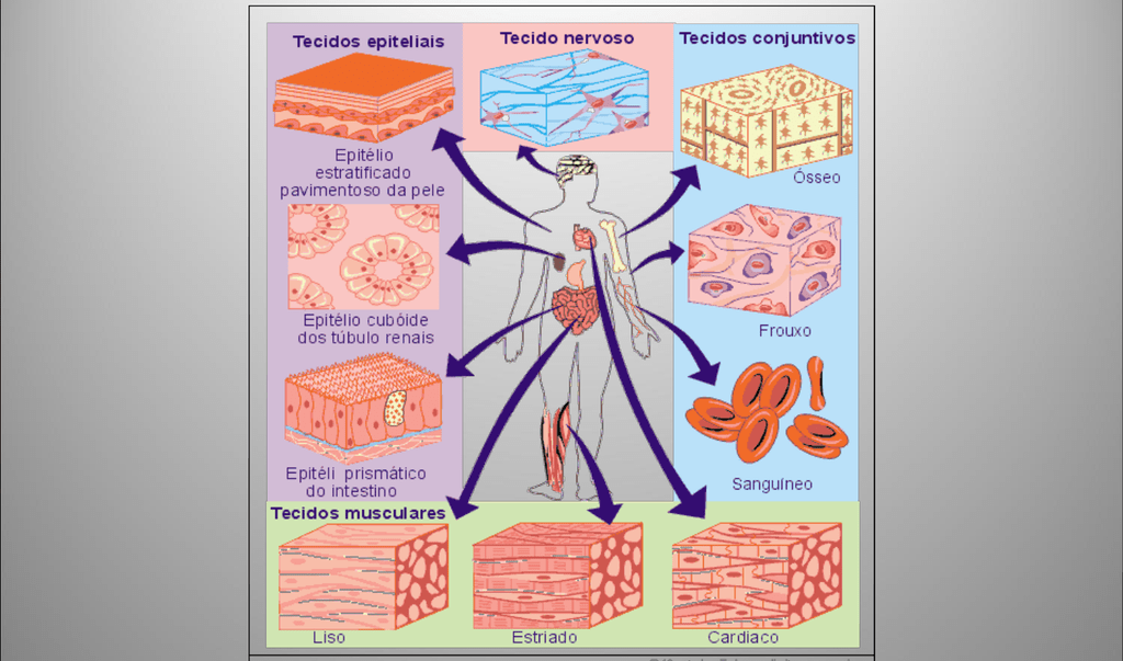 Histologia animal