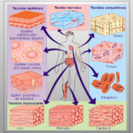 Histologia animal