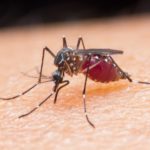 Malária- Mosquito Anopheles