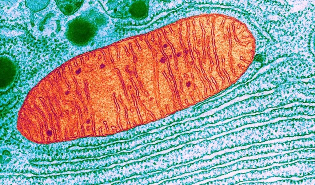 Endossimbiose - Mitocôndrias