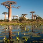 País com M – Madagascar