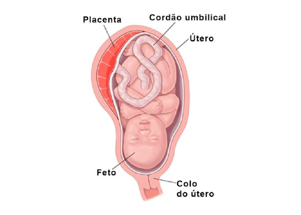 Anexos embrionários - Placenta nos seres humanos