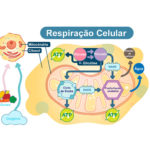 Respiração celular