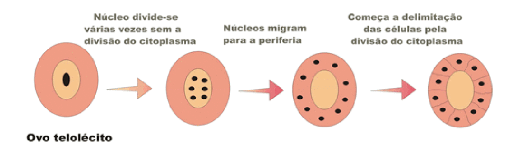 Segmentação meroblástica superficial