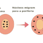 Segmentação meroblástica superficial