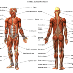 Sistema muscular