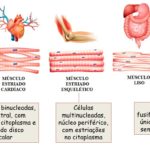 Histologia animal – Tecido muscular