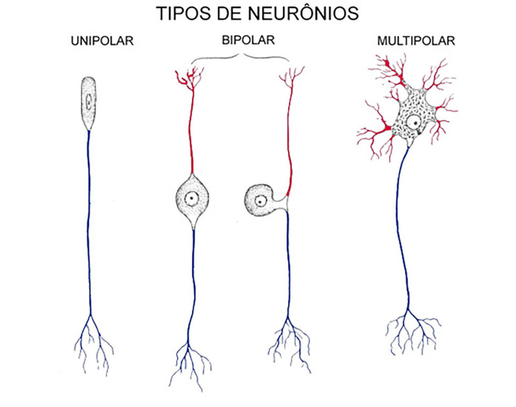Tipos de neurônios