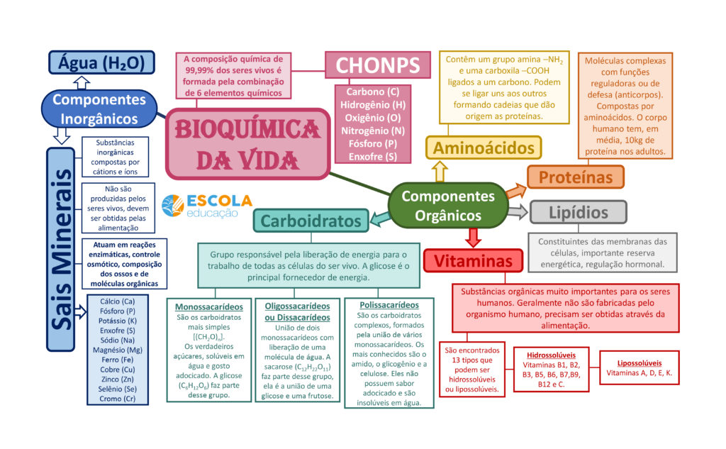 Bioquímica da vida - Mapa mental, carboidratos, proteínas, vitaminas