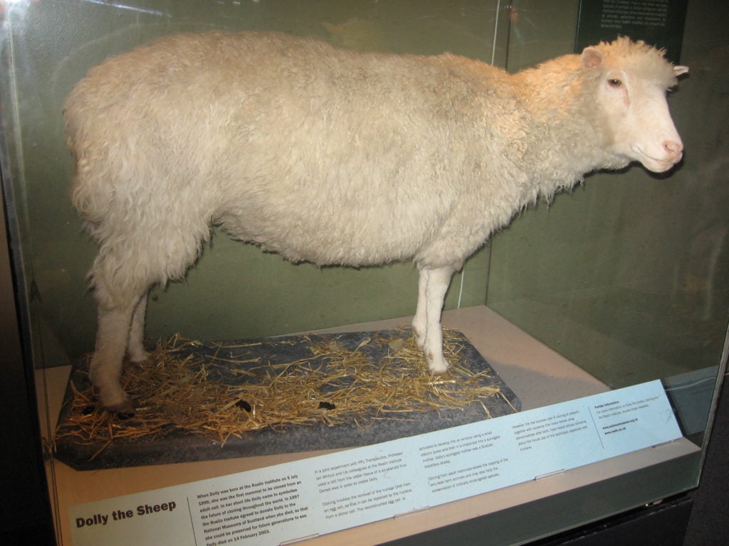 Clonagem - Dolly empalhada no Museu Rel, em Edimburgo.