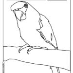 Animais para colorir