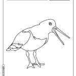 animais-Animais para colorir-colorir-8