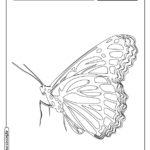 Borboleta para colorir