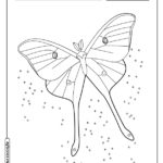 Borboleta para colorir
