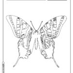 Borboleta para colorir