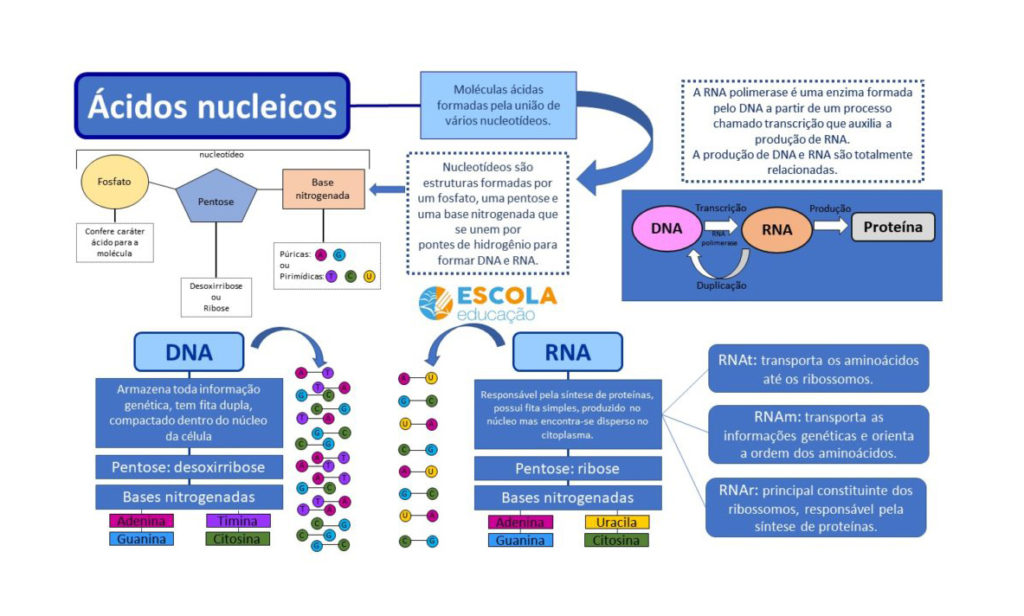 Mapa mental - Ácidos nucleicos