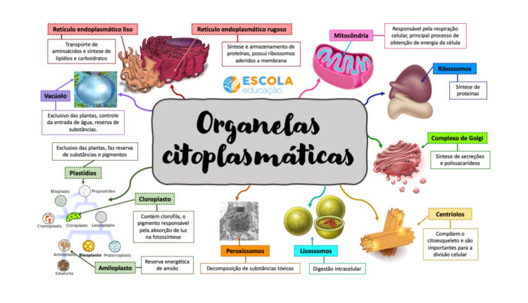 Mapa mental - Organelas citoplasmáticas