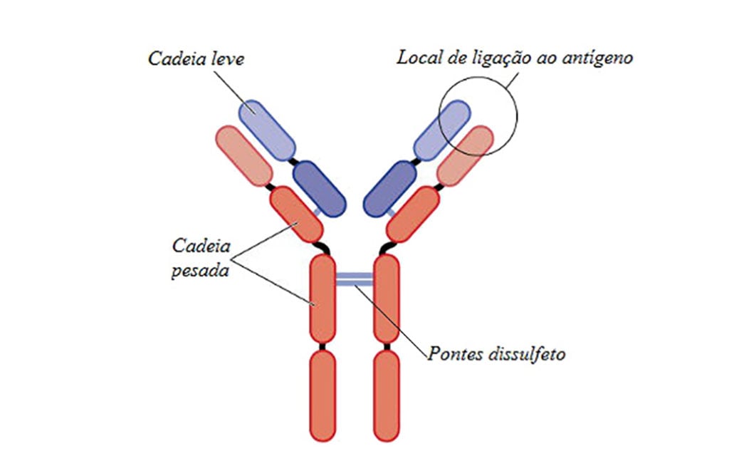 Estrutura do anticorpo