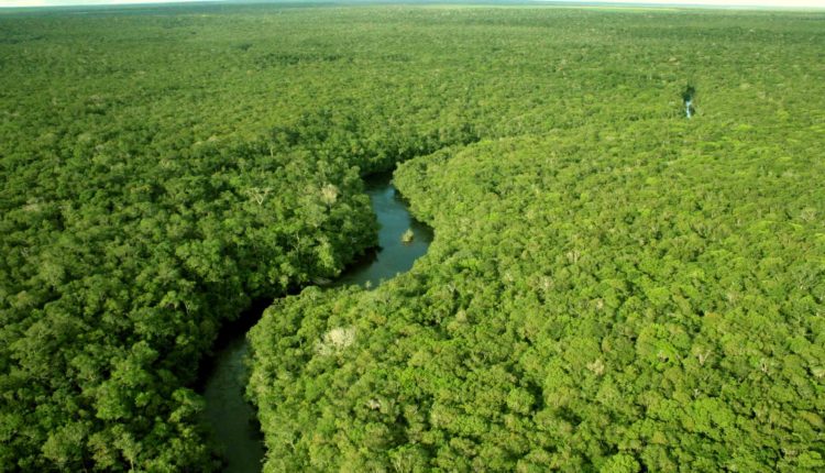 Plano de aula - Conservação das florestas brasileiras - Floresta Amazônica