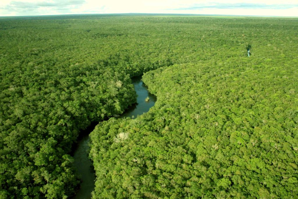 Plano de aula - Conservação das florestas brasileiras - Floresta Amazônica