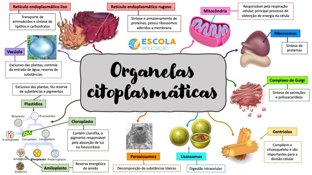 Mapa mental - Organelas citoplasmáticas