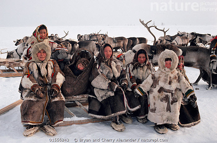Сколько ненцев. Эвенки Таймыра. Население тундры ненцы эвенки. Народы севера ненцы. Жители Арктики.