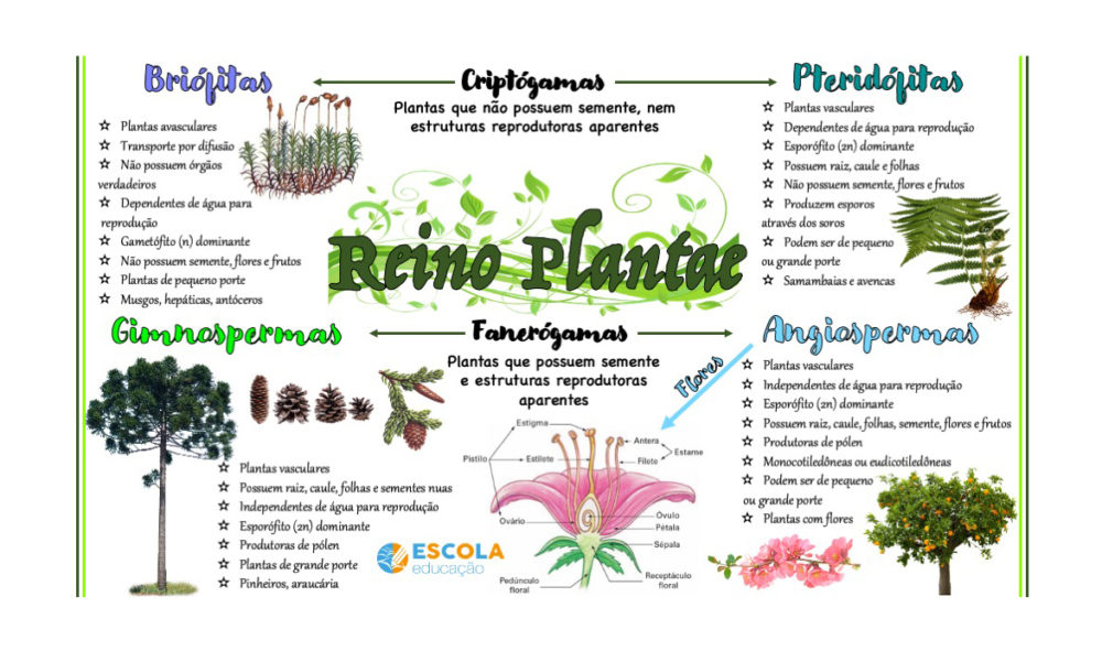 Mapa mental - Reino Plantae