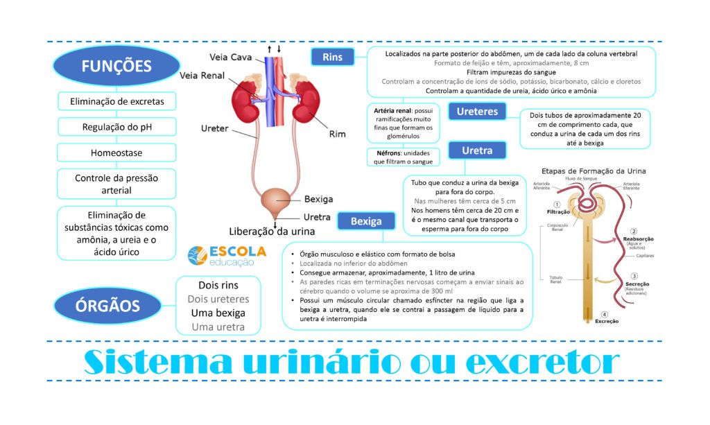 Mapa mental - Sistema urinário ou excretor