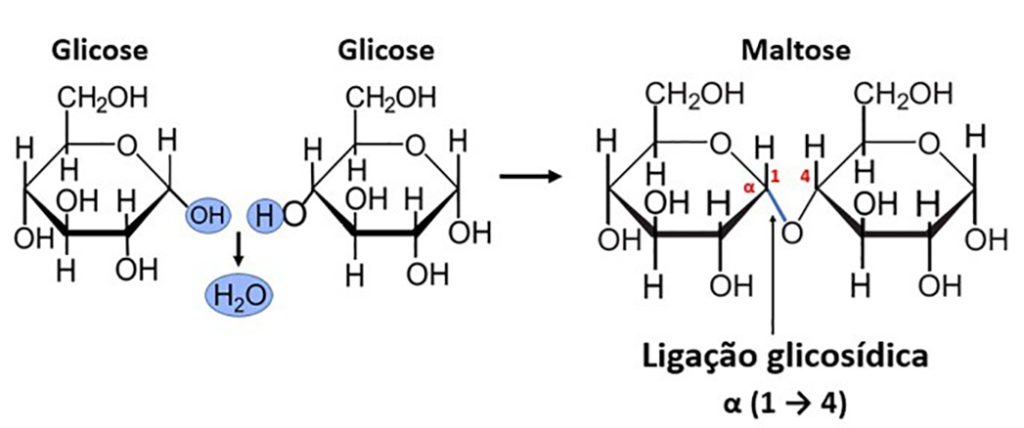 Dissacarídeo - Ligação glicosídica entre glicoses para formar a maltose.