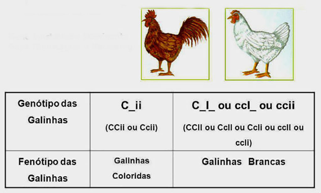 Epistasia - Alelo dominante na pelagem das galinhas