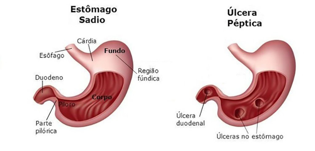 Sistema digestório