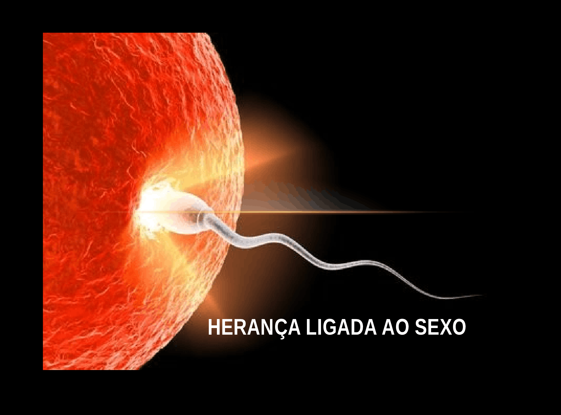 Heranca Ligada Ao Sexo Escola Educação 0346