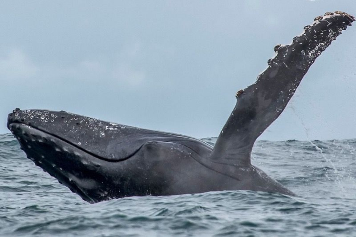 As 15 maiores baleias do mundo - Baleia-jubarte