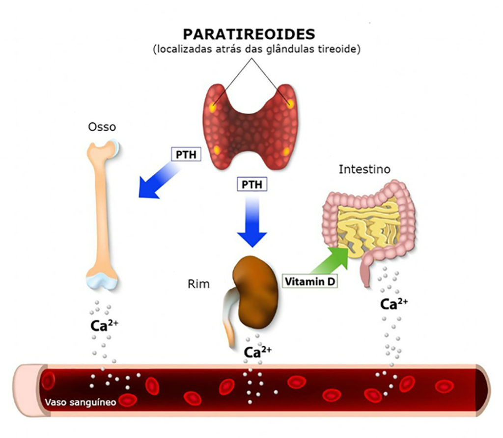 Funções das paratireoides