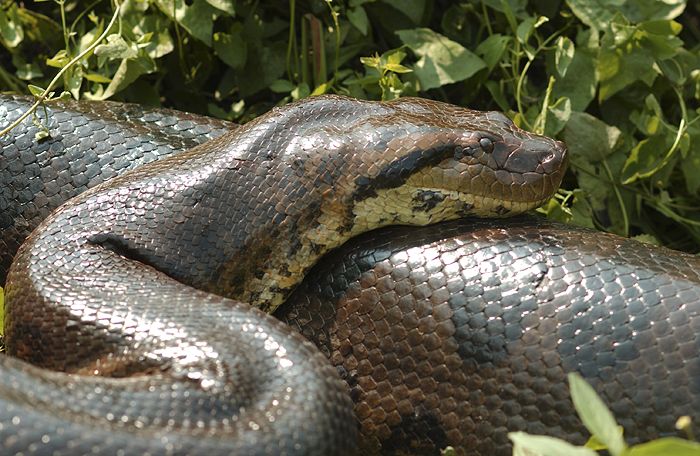 10 curiosidades sobre a sucuri - A maior cobra do mundo
