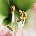 Androceu – Estames de Amaryllis
