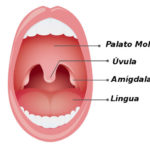 Amigdalas
