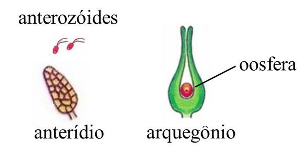 Anterídio e arquegônio - Briófitas