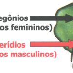 Anterídio e arquegônio – Pteridófitas