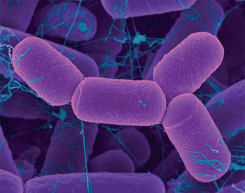Archaea