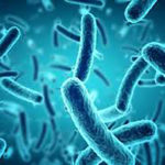 Archaea